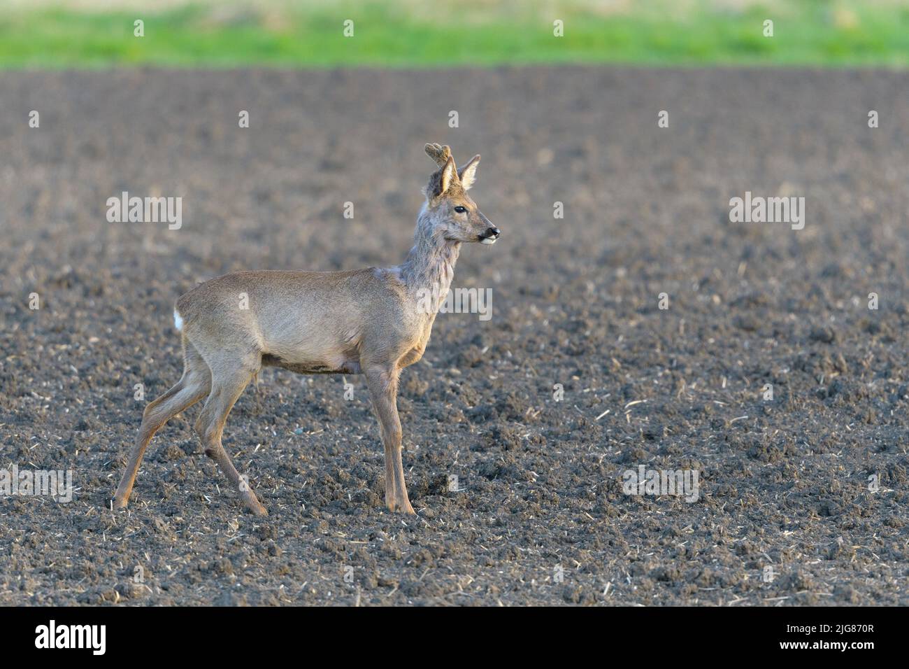 Jeune roebuck (Capriolus cabreolus) dans un baste sur un champ, printemps, avril, Hesse, Allemagne, Europe Banque D'Images