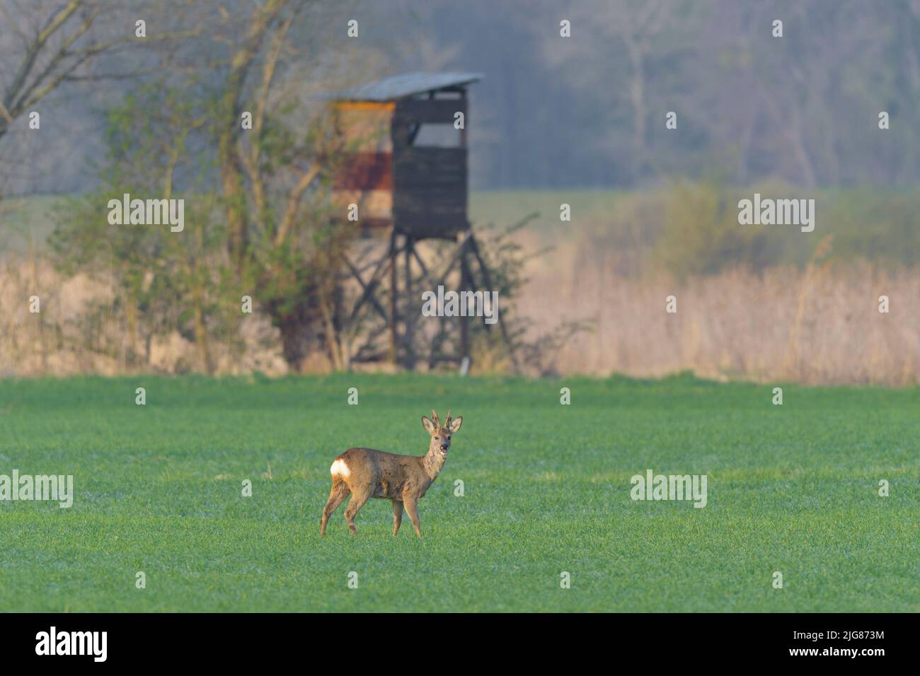 Roebuck (Capreolus capreolus) dans un champ de céréales au printemps, en arrière-plan une cachette élevée, avril, Hesse, Allemagne, Europe Banque D'Images