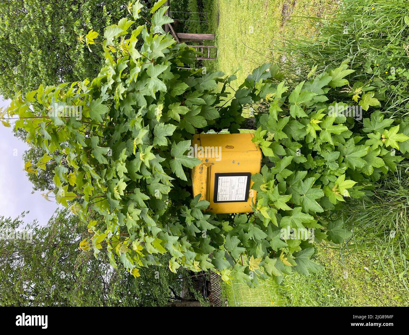 Boîte aux lettres, arbre, surcultivé, nature, montagnes, Activité, Garmisch-Partenkirchen, Wamberg, haute-Bavière, Allemagne Banque D'Images