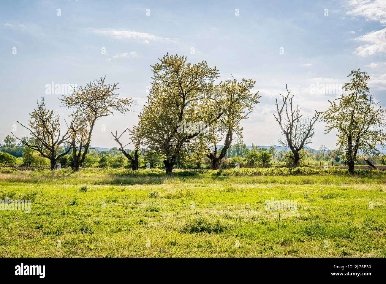 Rangée d'arbres au bord de la prairie, rétroéclairée, arbres partiellement morts en raison de la sécheresse, Banque D'Images