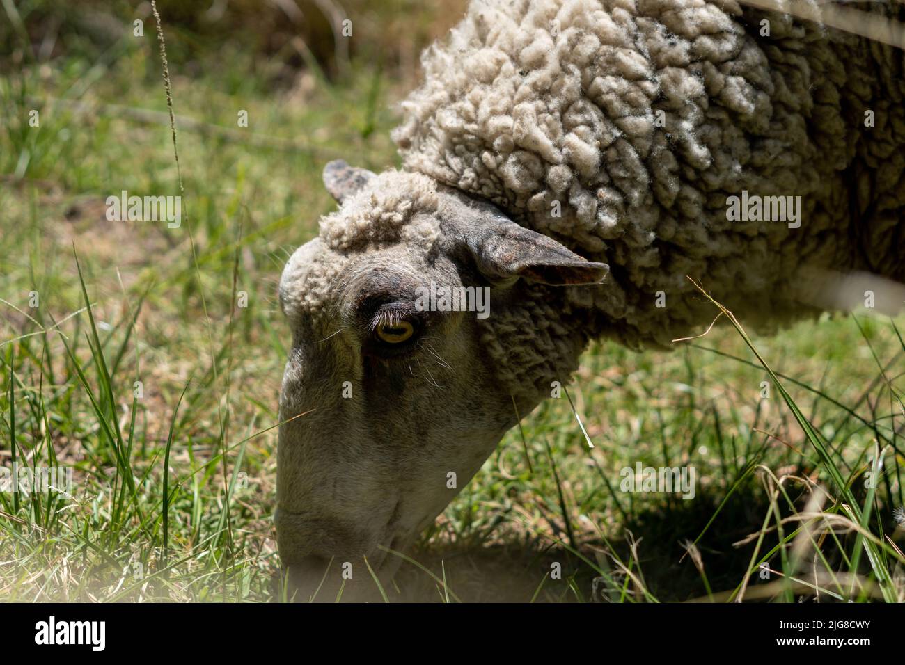 Un mouton broutant l'herbe dans un champ ensoleillé Banque D'Images