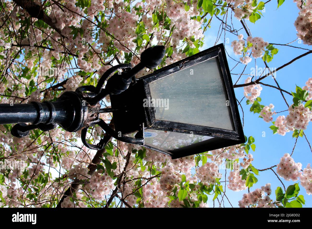 Irlande, Dublin, lumière de rue devant l'arbre à fleurs Banque D'Images