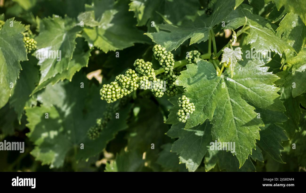 Feuilles de vigne au Vinassan au printemps. Banque D'Images