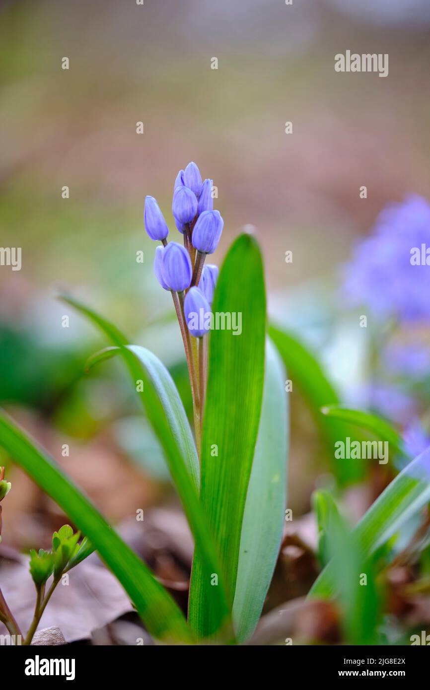 Petit muscaris, Muscari botryoides Banque D'Images