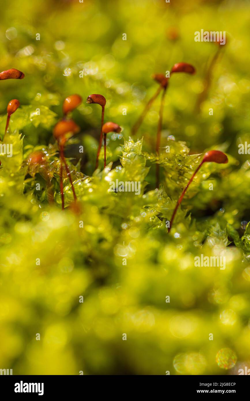 Sporopytes de maidenhair doré mousse avec corps de fructification, commune de Polytrichum avec capsules de spores, gros plan. Banque D'Images