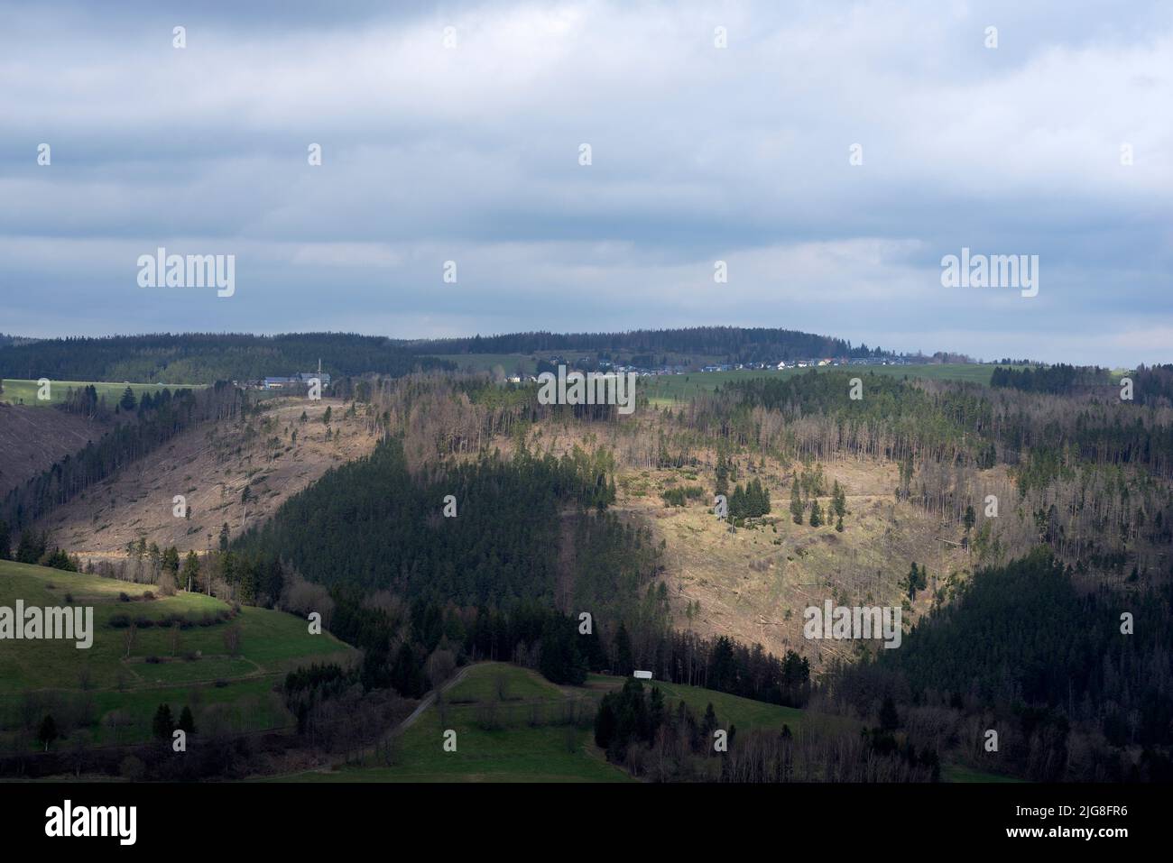 Après l'infestation par le dendroctone, des montagnes entières sont coupées dans la forêt de Thuringe Banque D'Images