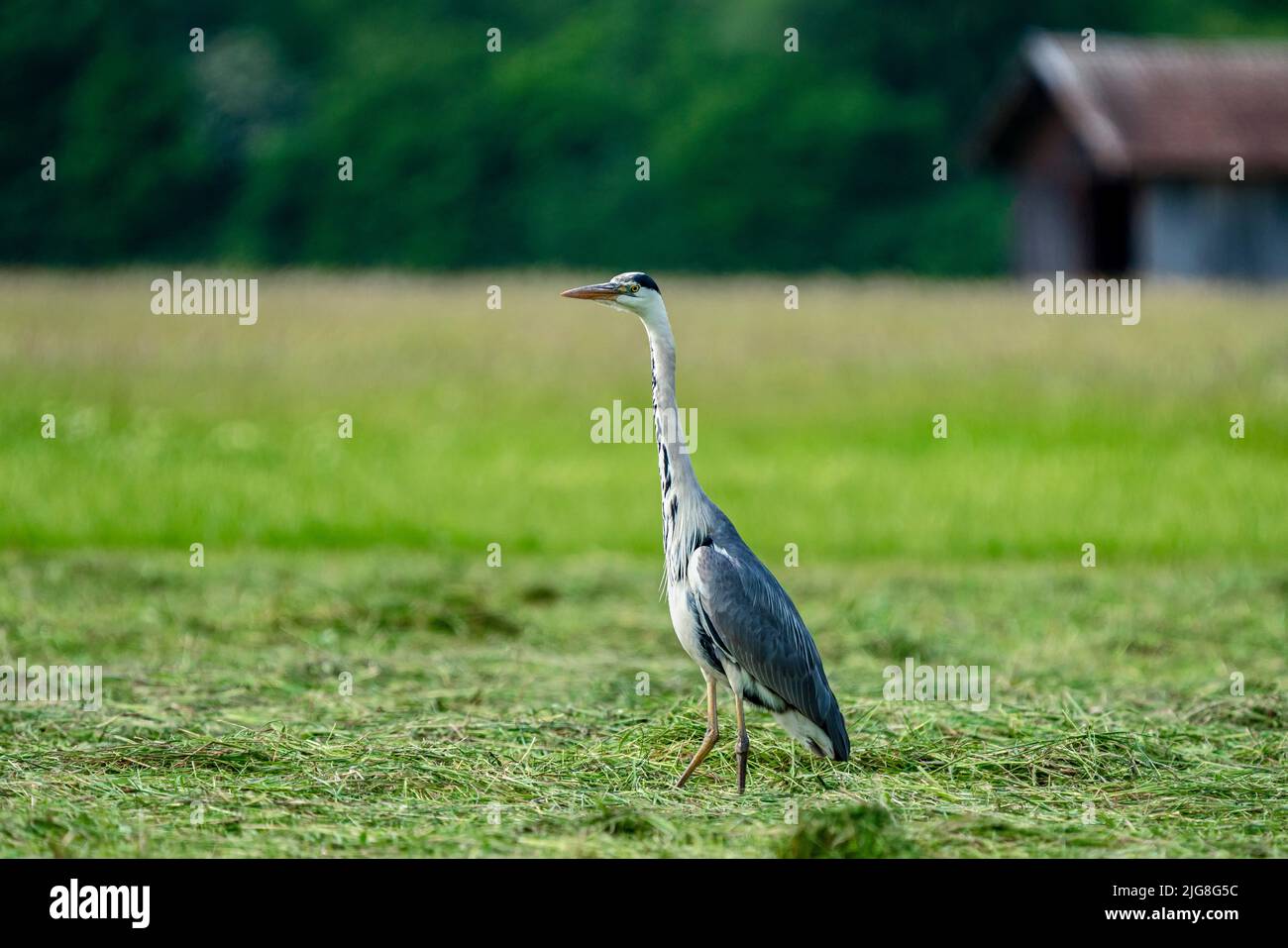 La chasse au héron gris dans un pré. Banque D'Images