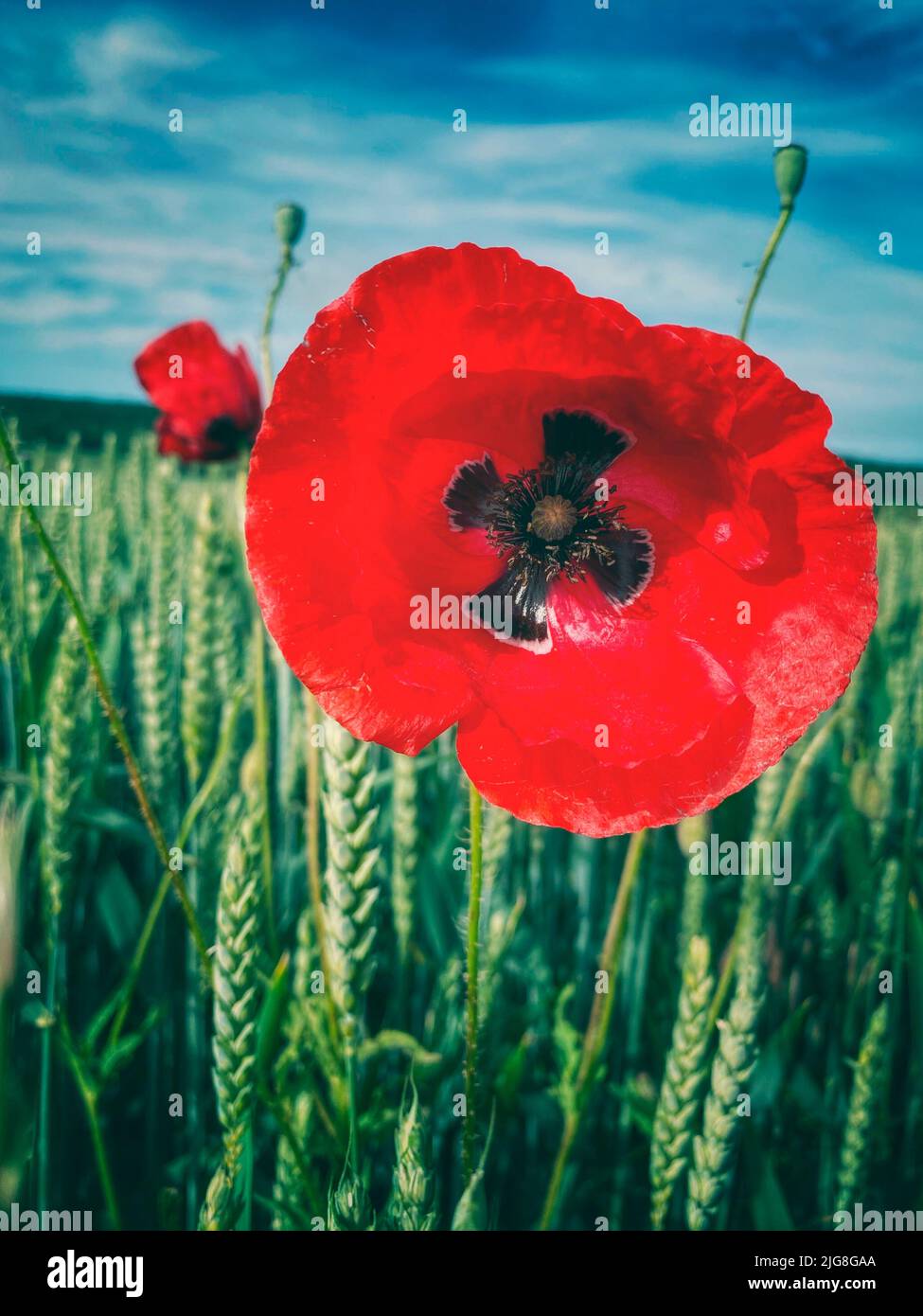 Poppies in wheat field Banque D'Images