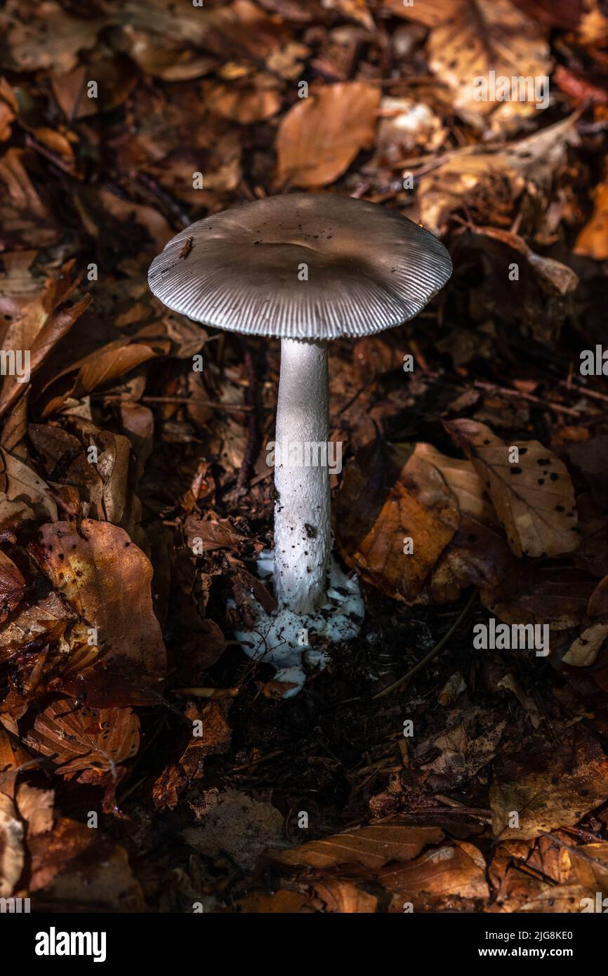 Amanita vaginata, communément connue sous le nom de Grisette ou de Grisette amanita. Champignons comestibles de la famille des Amanitaceae. Banque D'Images