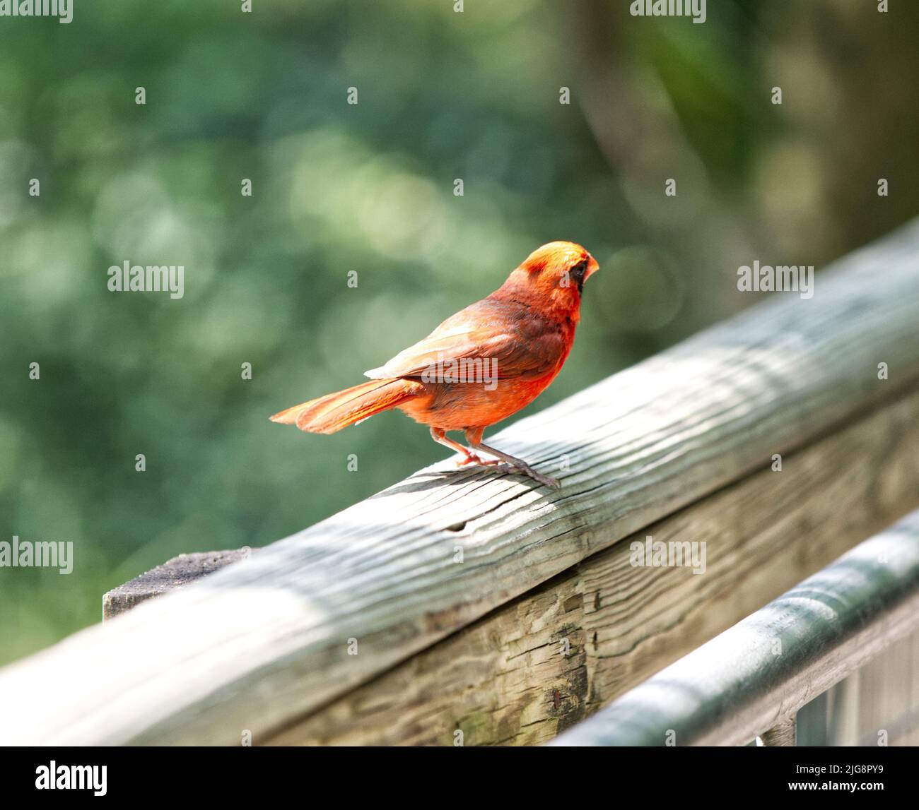 Photo sélective d'un cardinal rouge perché sur une clôture en bois Banque D'Images