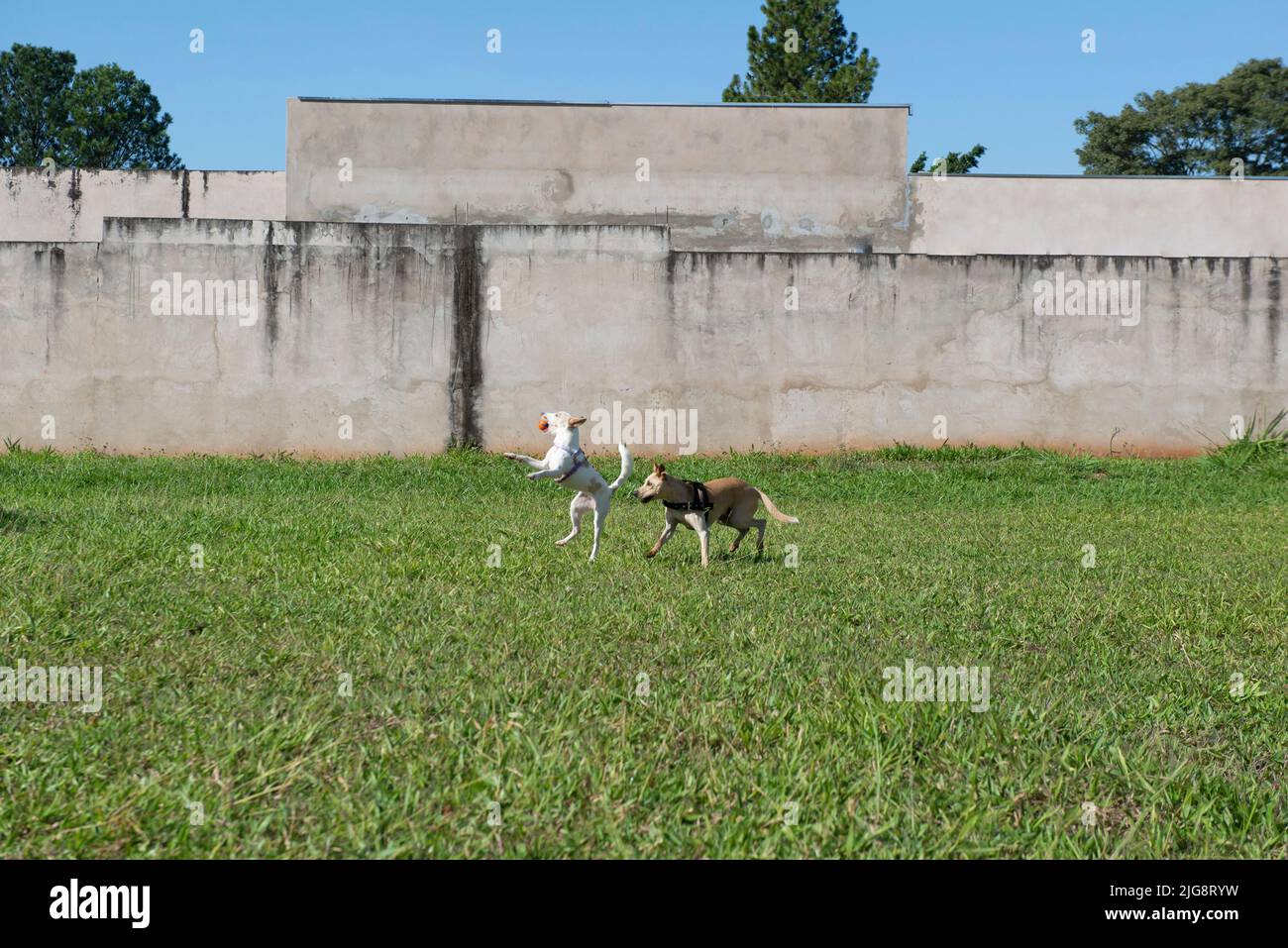 Deux chiens mignons jouant au fetch ball lors d'une belle journée ensoleillée. Un chien sautant pour attraper le ballon dans l'air sur l'herbe verte. Exactement quand le chien s'étire Banque D'Images