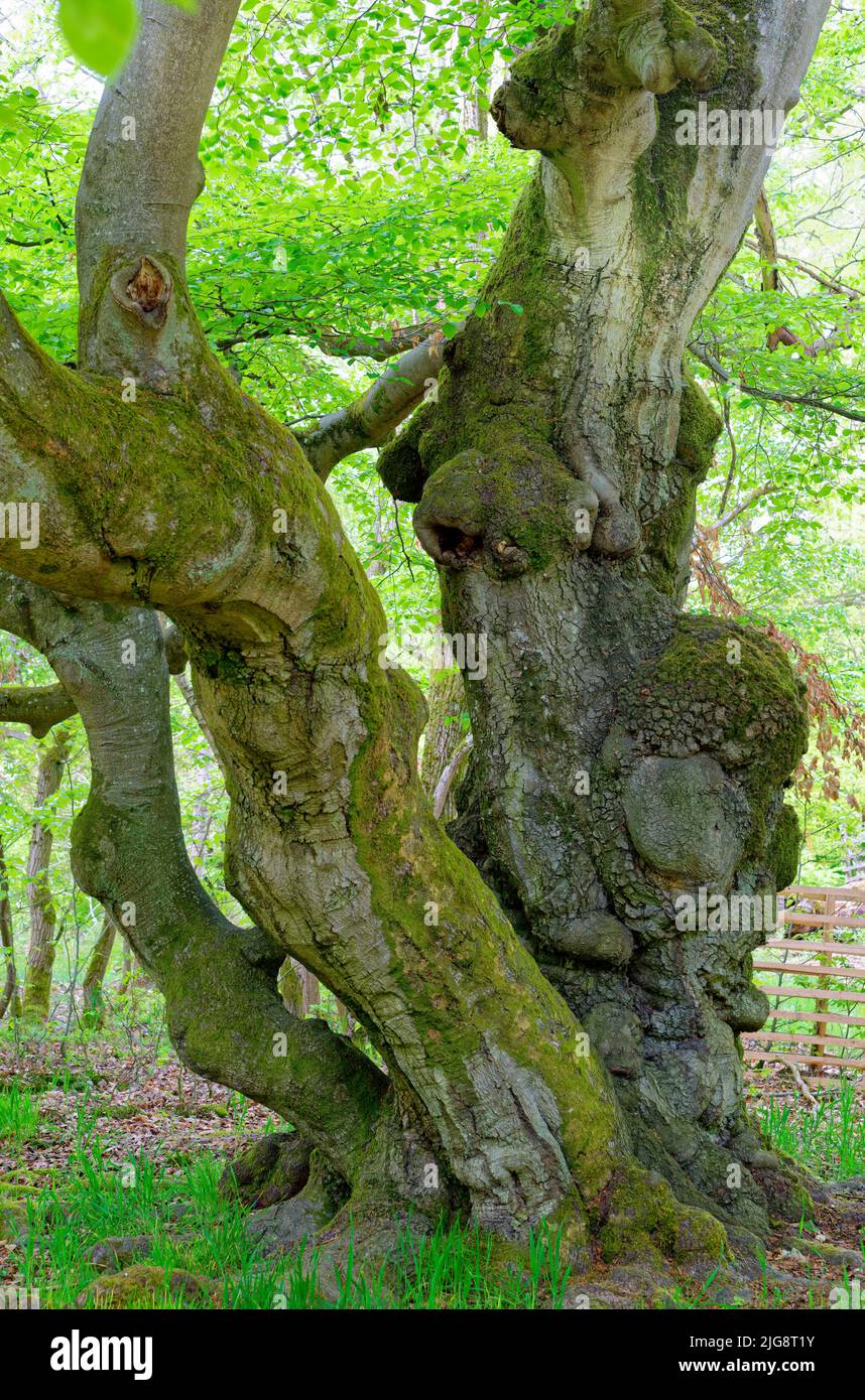 Europe, Allemagne, Hesse, Hesse du Nord, Parc naturel de Kellerwald-Edersee, Bad-Wildungen, forêt magique, créatures forestières, Hutewald Halloh, arbres, Sangsues, Fagus, formes d'arbres, 200 à 300 ans, monument naturel, verdure, printemps, élevage de bétail et de pâturages Banque D'Images