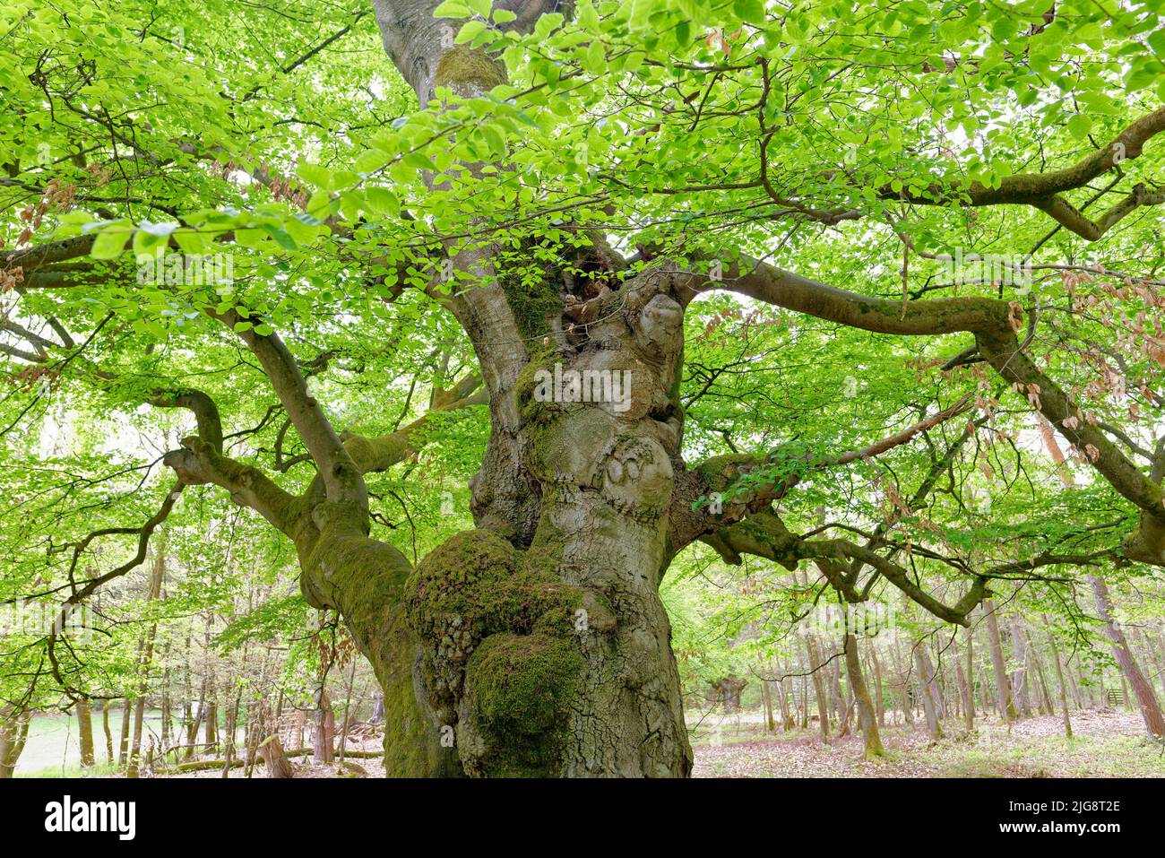 Europe, Allemagne, Hesse, Hesse du Nord, Parc naturel de Kellerwald-Edersee, Bad-Wildungen, forêt magique, créatures forestières, Hutewald Halloh, arbres, Sangsues, Fagus, formes d'arbres, 200 à 300 ans, monument naturel, verdure, printemps, élevage de bétail et de pâturages Banque D'Images