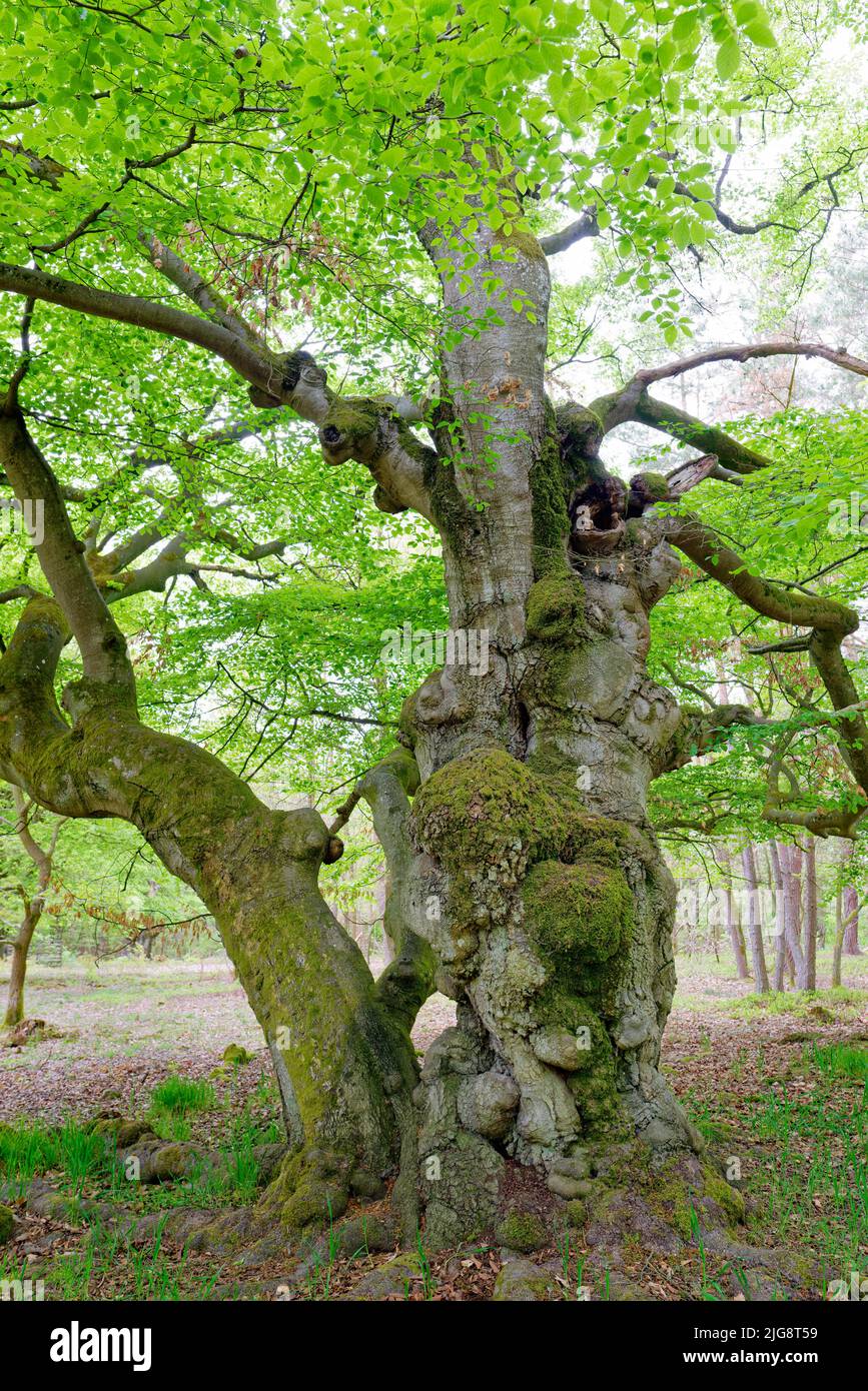 Europe, Allemagne, Hesse, Hesse du Nord, Parc naturel de Kellerwald-Edersee, Bad-Wildungen, forêt magique, créatures forestières, Hutewald Halloh, arbres, Sangsues, Fagus, formes d'arbres, 200 à 300 ans, monument naturel, verdure, printemps, élevage de bétail et de pâturages Banque D'Images