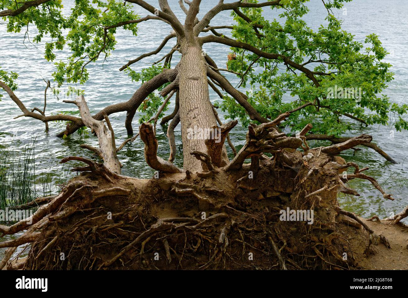 Europe, Allemagne, Rhénanie-Palatinat, Laacher See, arbre, Chêne, chêne anglais, Quercus robur, renversé, situé dans le lac Banque D'Images