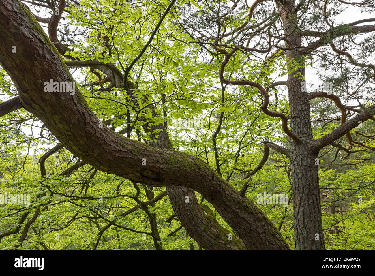 Hêtre rouge avec feuillage vert clair frais et troncs torsadés de pin écossais, source, Parc naturel de Pfälzerwald, Réserve de biosphère de Pfälzerwald-Nordvogesen, Allemagne, Rhénanie-Palatinat Banque D'Images