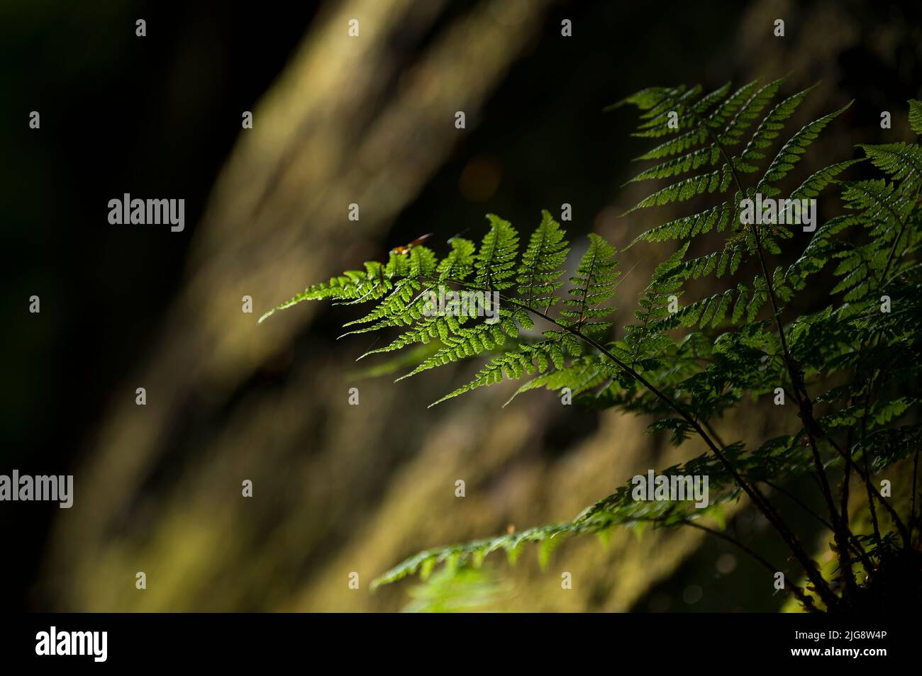 Fern croissant dans les parois rocheuses des rochers de l'ancien château, près d'Eppenbrunn, Parc naturel de Pfälzerwald, Réserve de biosphère de Pfälzerwald-Nordvogesen, Allemagne, Rhénanie-Palatinat Banque D'Images