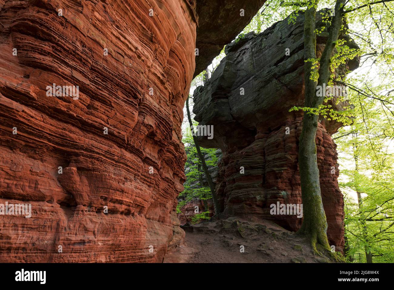 Ambiance nocturne dans les rochers de l'ancien château, formation de pierres de grès rouge près d'Eppenbrunn, forêt de hêtres en vert de printemps, Parc naturel de Pfälzerwald, Réserve de biosphère de Pfälzerwald-Nordvogesen, Allemagne, Rhénanie-Palatinat Banque D'Images