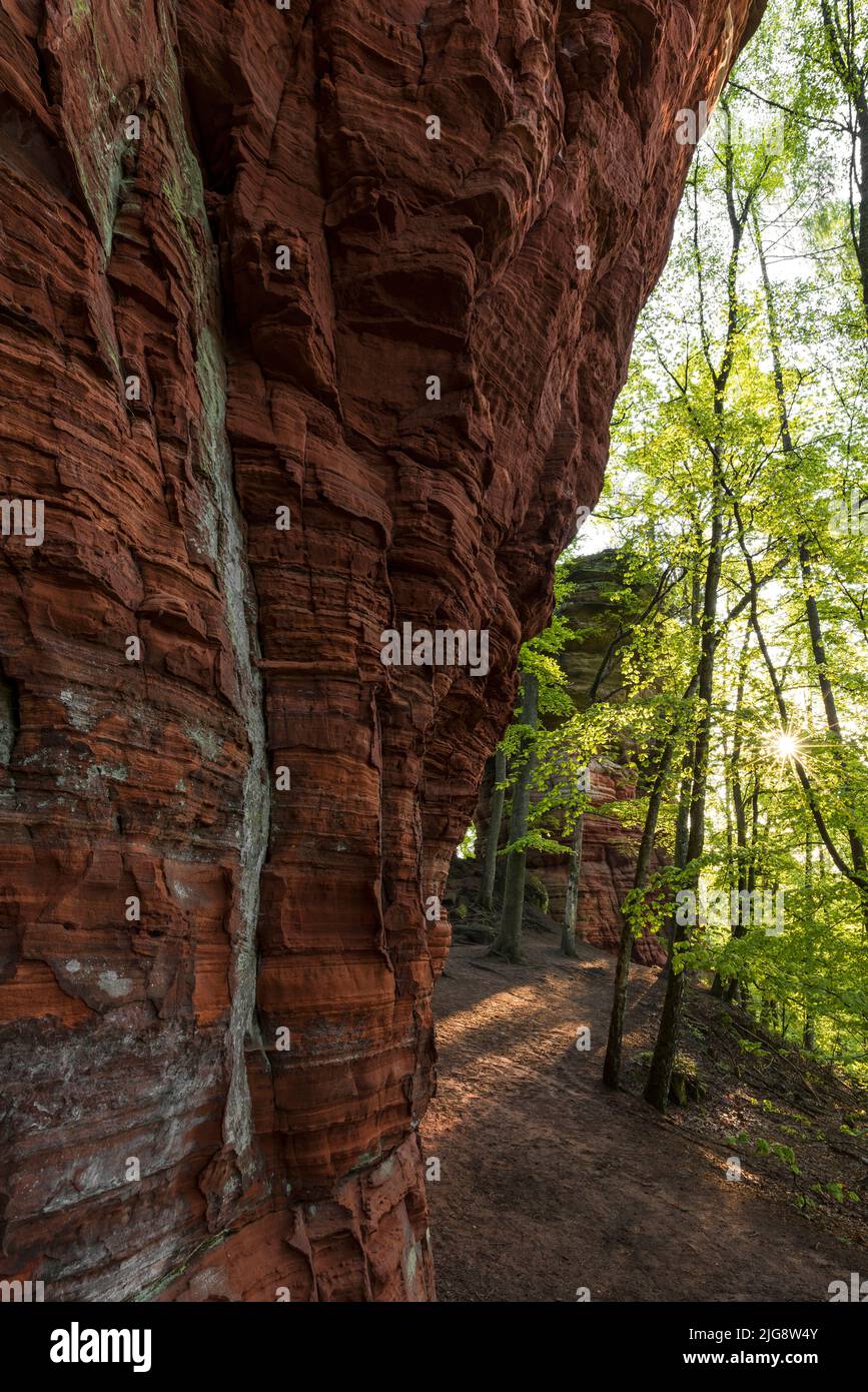 Atmosphère matinale dans les rochers du vieux château, formation rocheuse de grès rouge près d'Eppenbrunn, forêt de hêtres en vert de printemps, Parc naturel de Pfälzerwald, Réserve de biosphère de Pfälzerwald-Nordvogesen, Allemagne, Rhénanie-Palatinat Banque D'Images