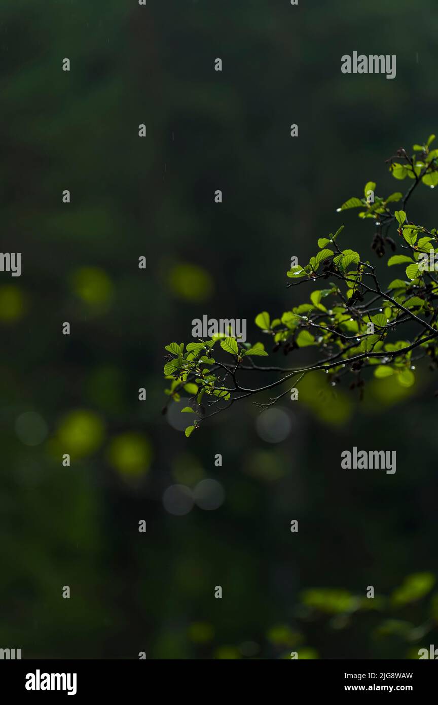 Jeunes feuilles vert clair d'aulne au printemps, Parc naturel du Pfälzerwald, Réserve de biosphère du Pfälzerwald-Nordvogesen, Allemagne, Rhénanie-Palatinat Banque D'Images