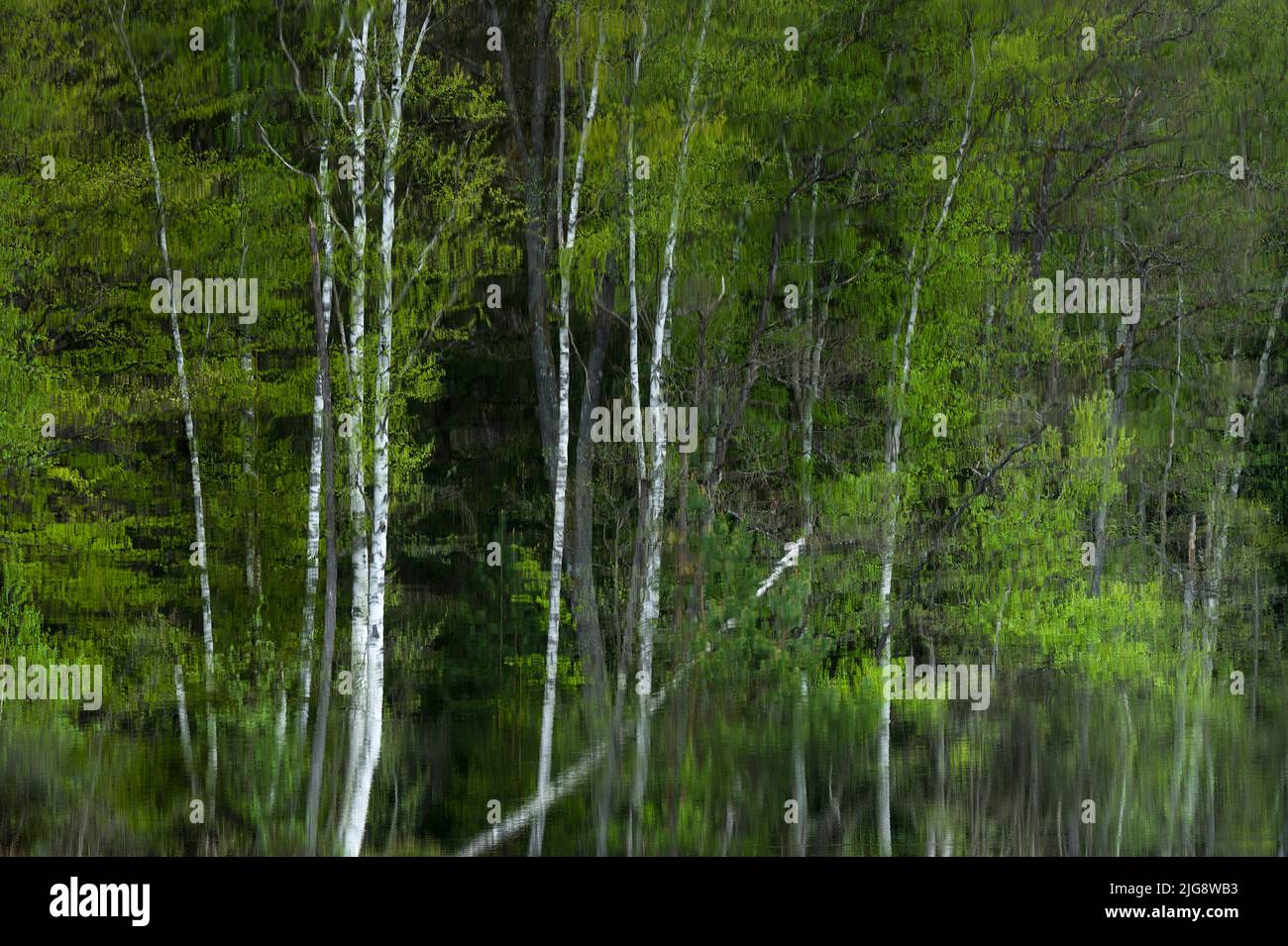 Arbres reflétés dans l'eau de l'étang de pois, printemps, France, Lorraine, département de Moselle, Bitcherland, Parc régional des Vosges du Nord, Réserve de biosphère de Pfälzerwald-Nordvosges Banque D'Images