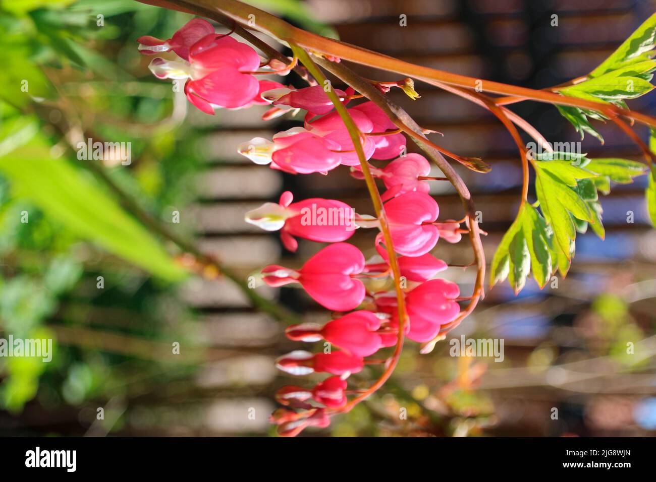 Saignement du coeur dans la fleur, plante genre Lamprocapnos. Banque D'Images