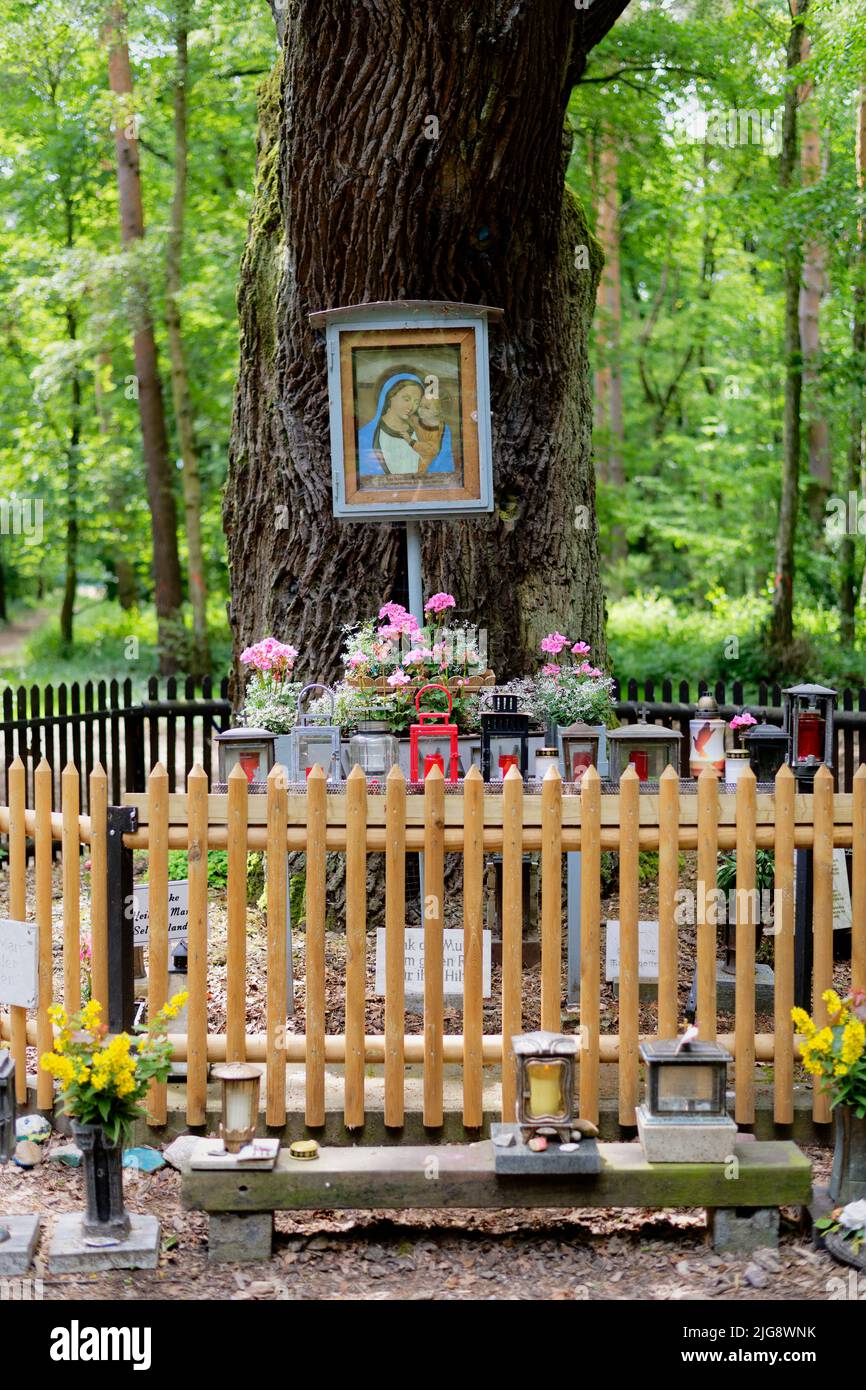 Europe, Allemagne, Rhénanie-du-Nord-Westphalie, Stockheim, Stockheimer Wald, Arbre, chêne, Quercus, chêne de Mary, boum de couverture, 500 à 600 ans, religion, prier, image de Marie, autel de Marie, clôture, vert, ressort, soleil, linger, repos, positif Banque D'Images