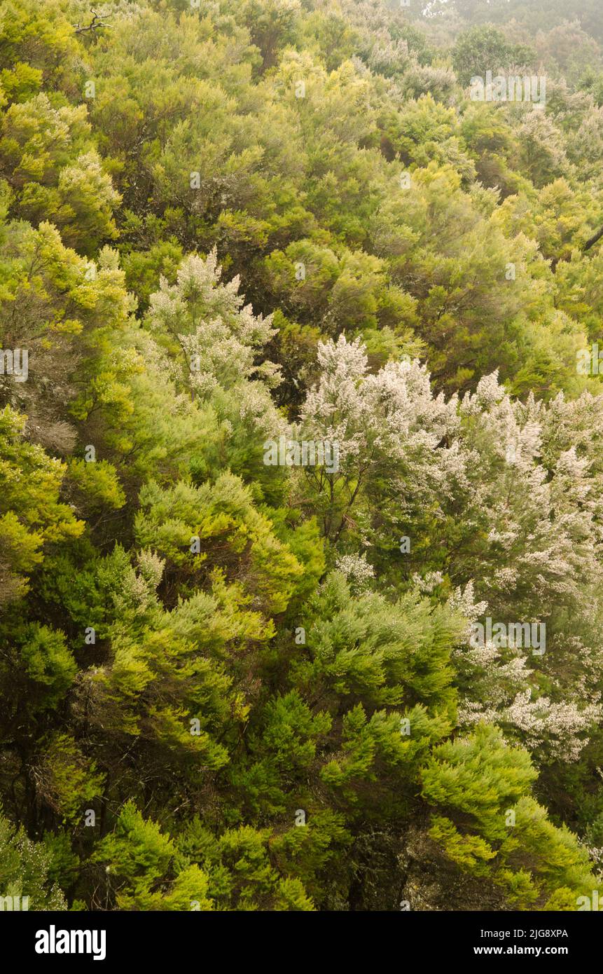 Forêt d'Evergreen dans le parc national de Garajonay. La Gomera. Îles Canaries. Espagne. Banque D'Images