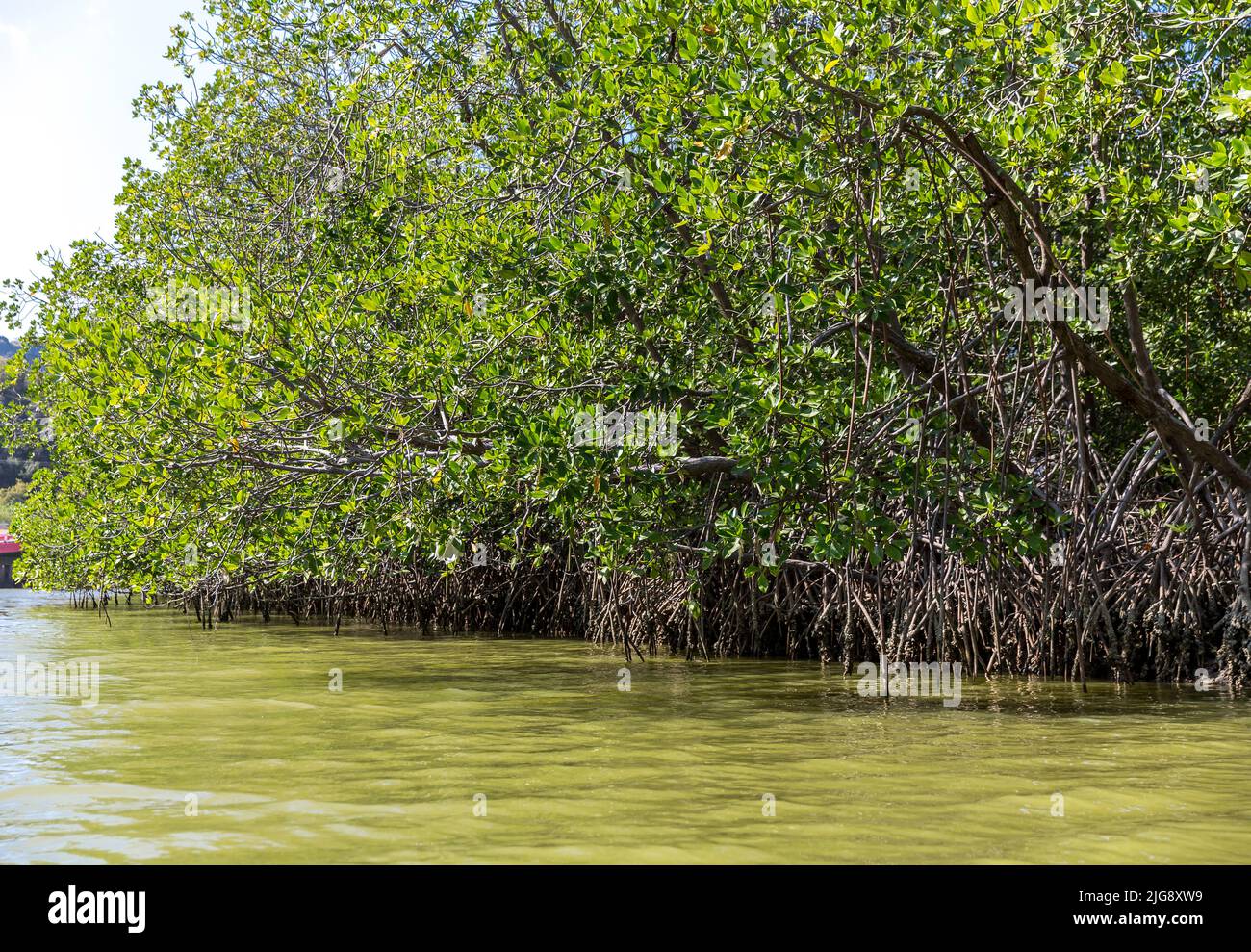 Mangroves, rivière Khao Daeng, parc national Khao Sam Roi Yot, province de Prachuap Khiri Khan, Thaïlande, Asie Banque D'Images