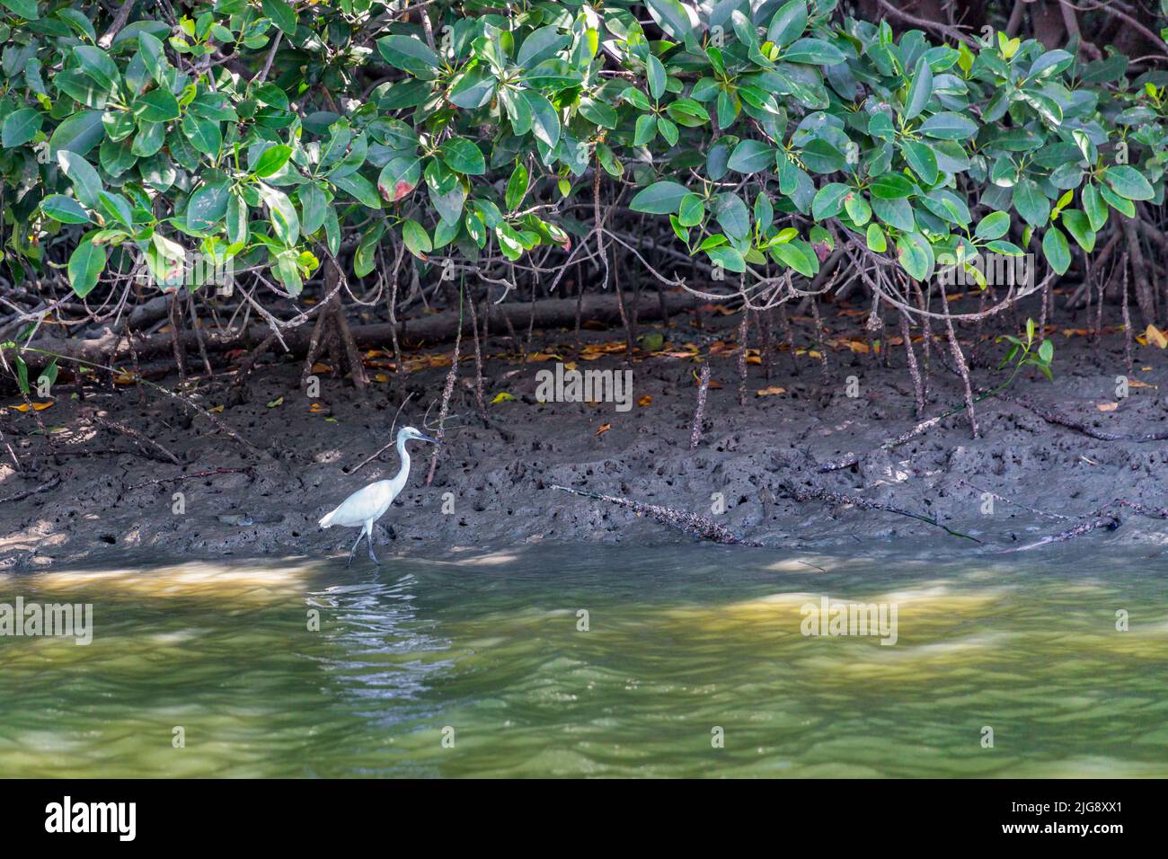 White Egret, (Casmerodius albus), fleuve Khao Daeng, parc national Khao Sam Roi Yot, province de Prachuap Khiri Khan, Thaïlande, Asie Banque D'Images