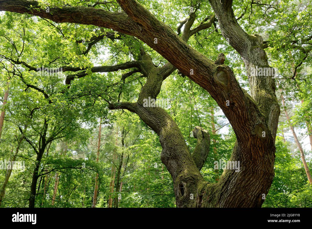 Europe, Allemagne, Rhénanie-du-Nord-Westphalie, Stockheim, Stockheimer Wald, Arbre, chêne, Quercus, chêne lady, flèche de couverture, 500 à 600 ans, vert, printemps, linger, repos, positif Banque D'Images