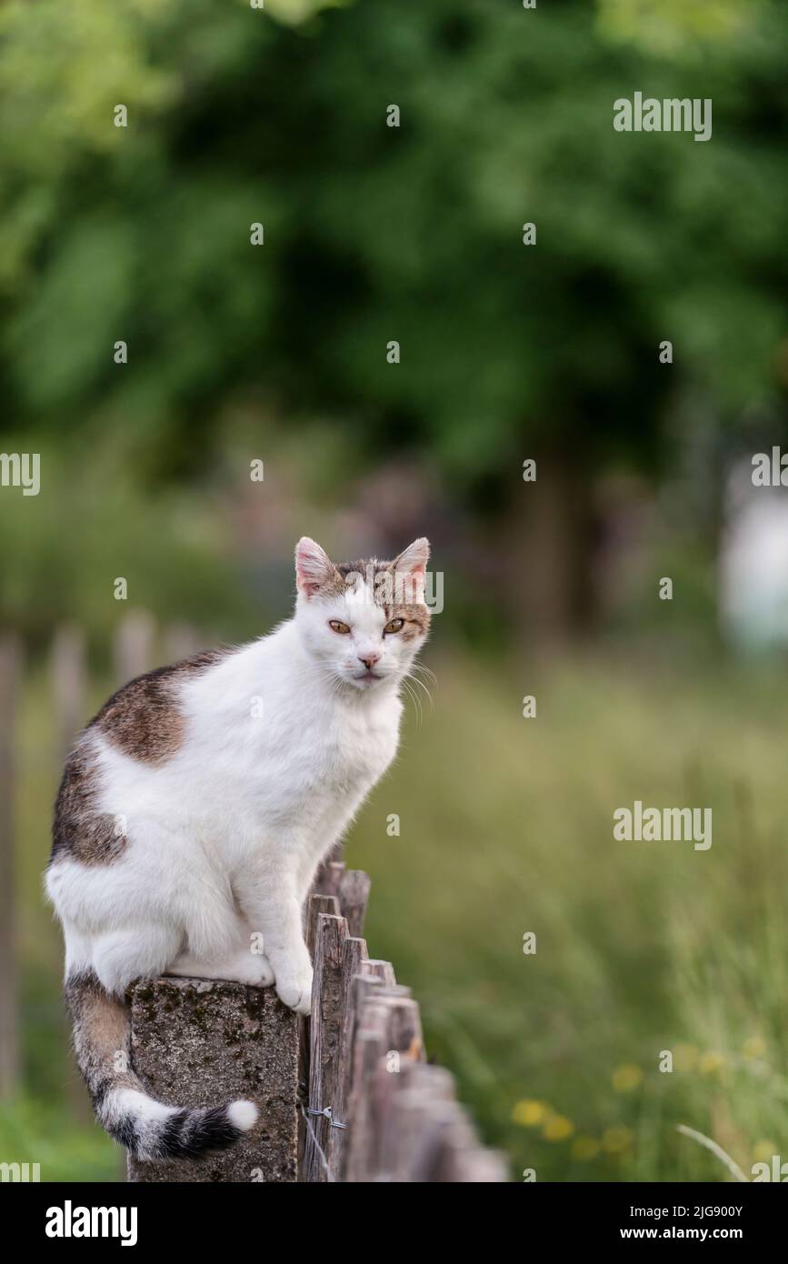 Le chat se cache sur un poste de clôture Banque D'Images