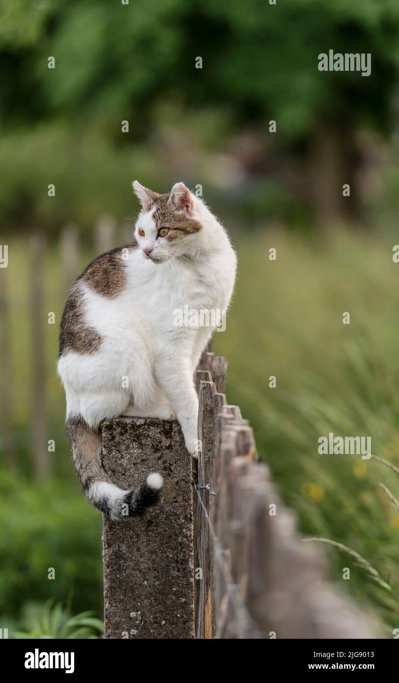 Le chat se cache sur un poste de clôture Banque D'Images