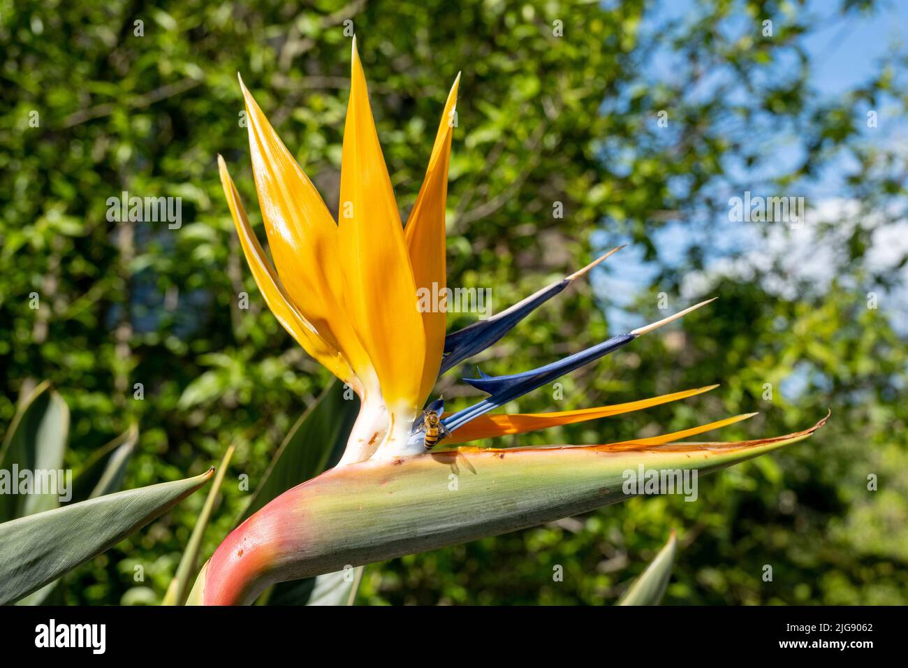 Fleur d'oiseau de paradis (Strelitzia reginae), aussi le roi strelitzia, la reine strelitzia ou la fleur de perroquet. Banque D'Images