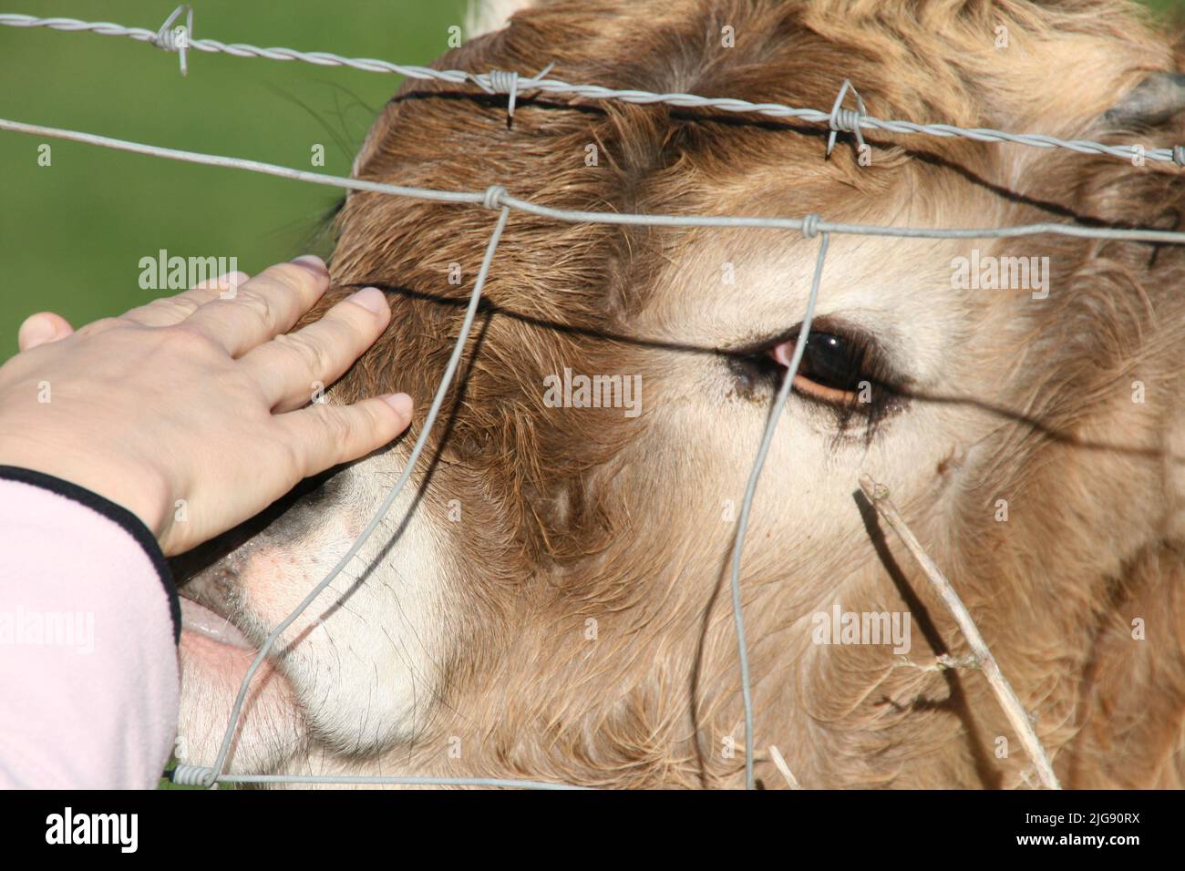 Gros plan d'une main femelle touchant la tête d'une vache Banque D'Images