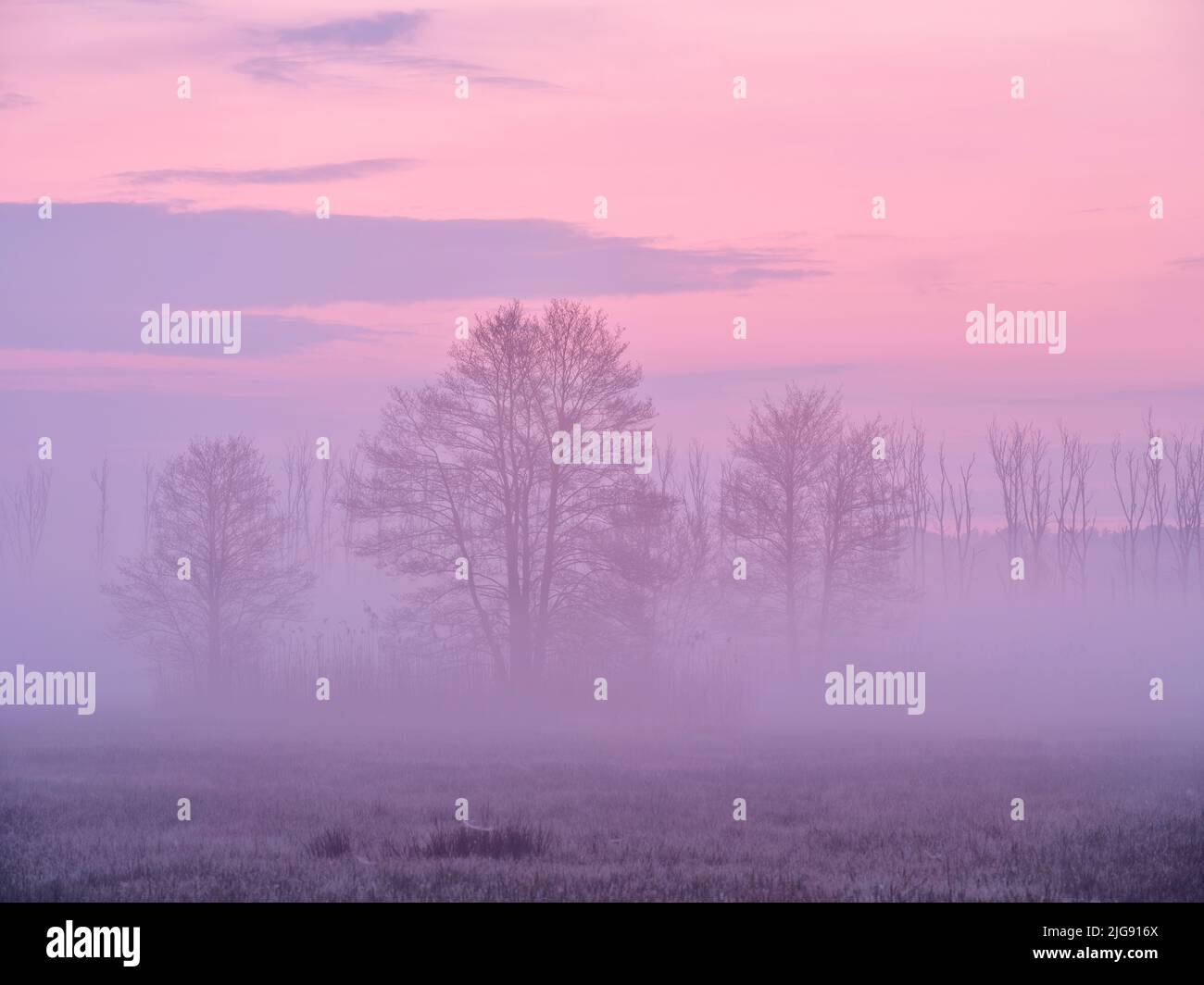 Aube brumeuse dans la mousse d'Amper, Eching am Ammersee. Banque D'Images