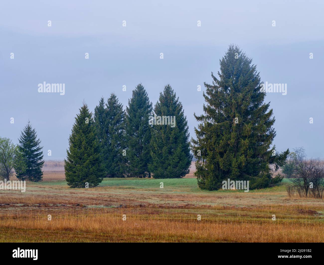 Aube brumeuse dans la mousse d'Amper, Eching am Ammersee. Banque D'Images