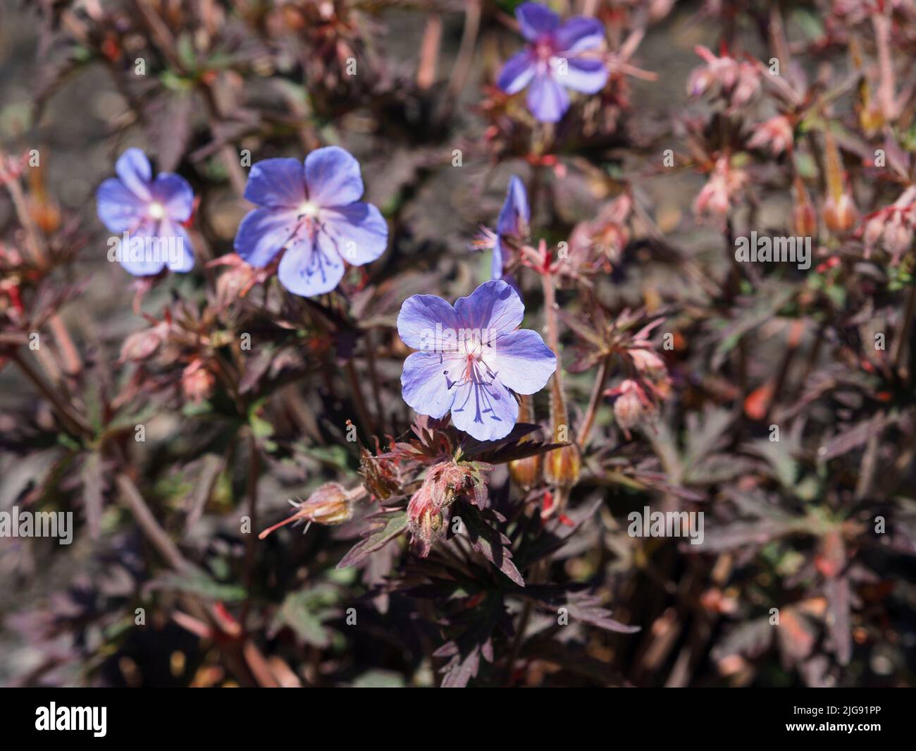 Belles fleurs violettes d'un géranium de prairie (Geranium pratense) dans un jardin à Ottawa, Ontario, Canada. Banque D'Images