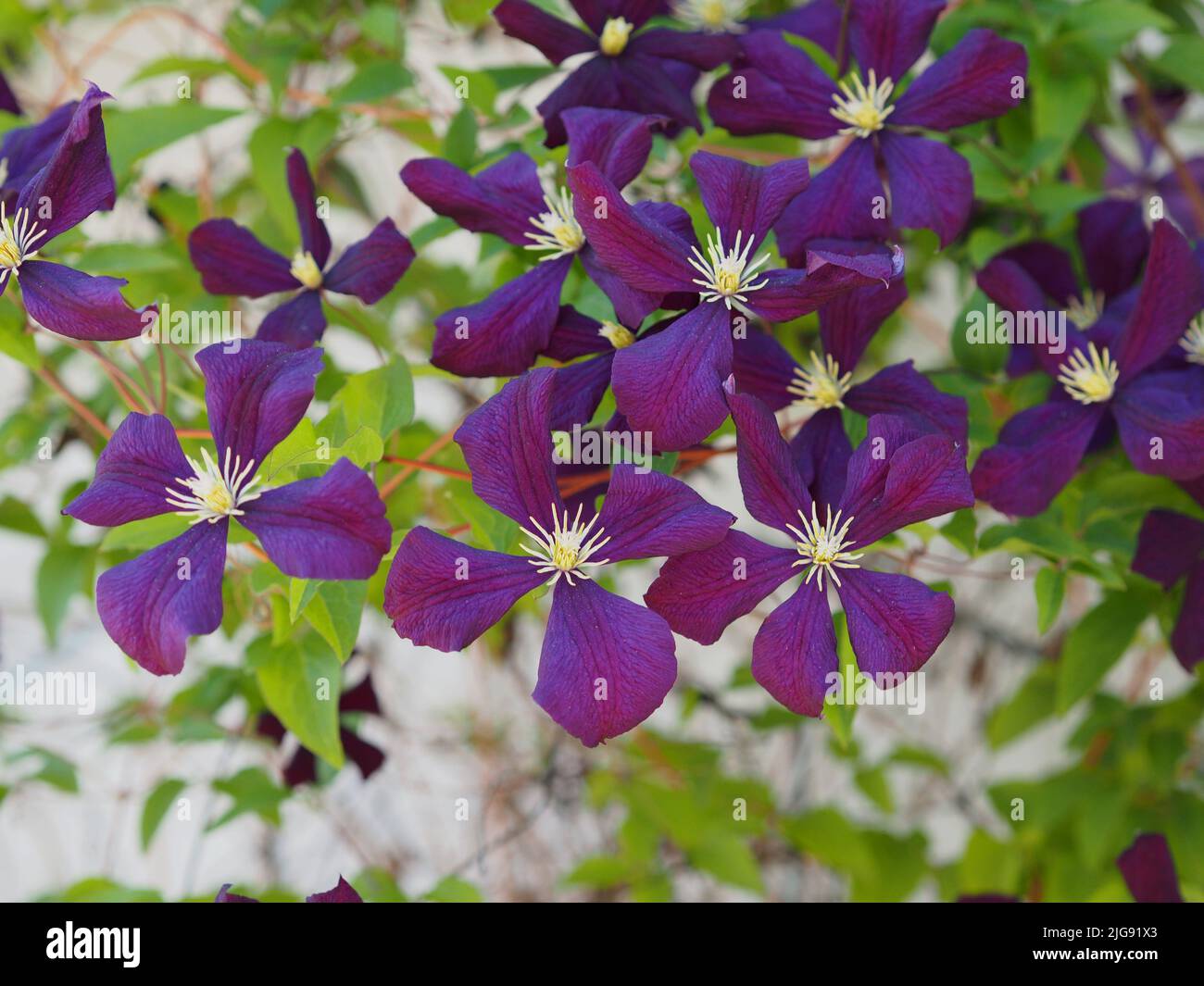 Fleurs sombres délicates d'une clématite pourpre (Clematis viticella) dans un jardin à Ottawa, Ontario, Canada. Banque D'Images