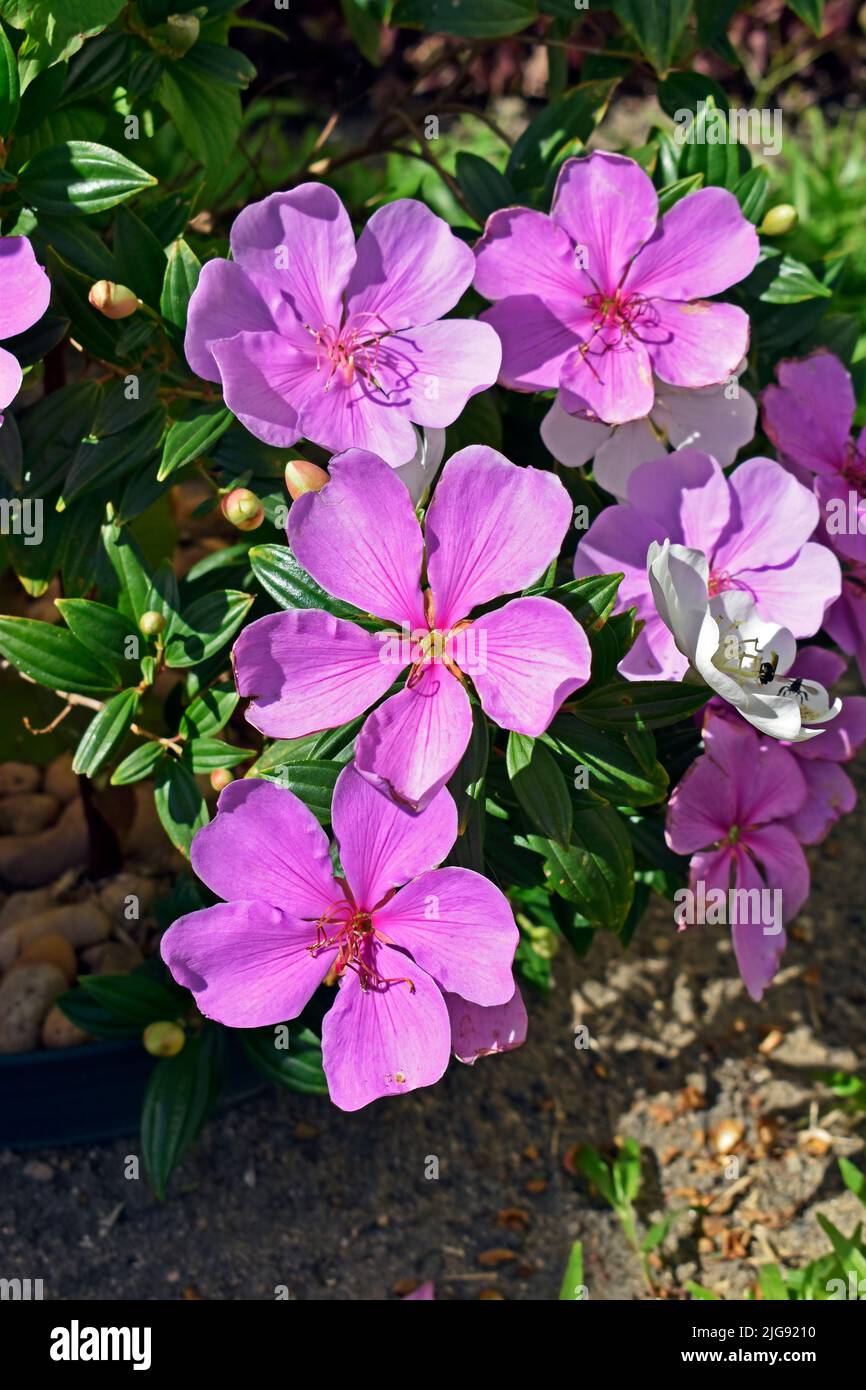 Fleurs de la princesse Silverleed (Tibouchina mutabilis) sur le jardin Banque D'Images