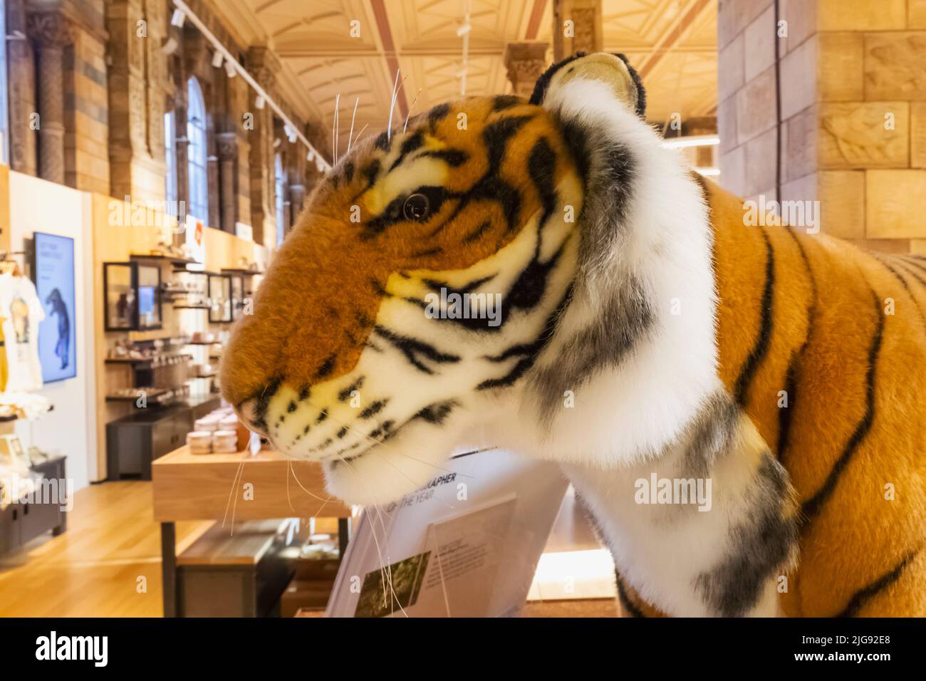 Angleterre, Londres, South Kensington, Musée d'histoire naturelle, exposition de la boutique de souvenirs de Tiger Soft Toys Banque D'Images