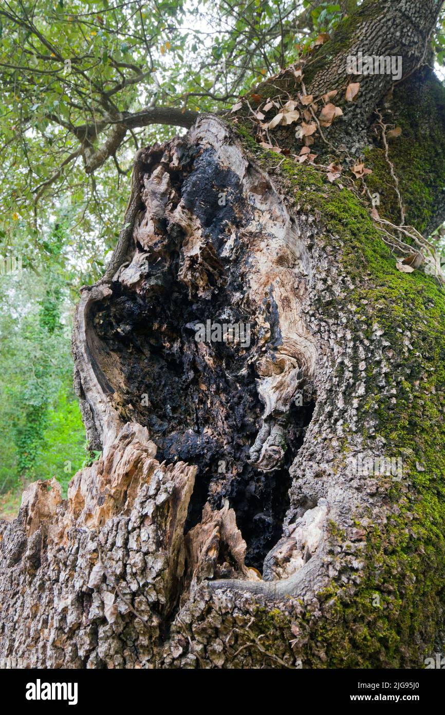 Rupture de branche sur un chêne, Toscane Banque D'Images