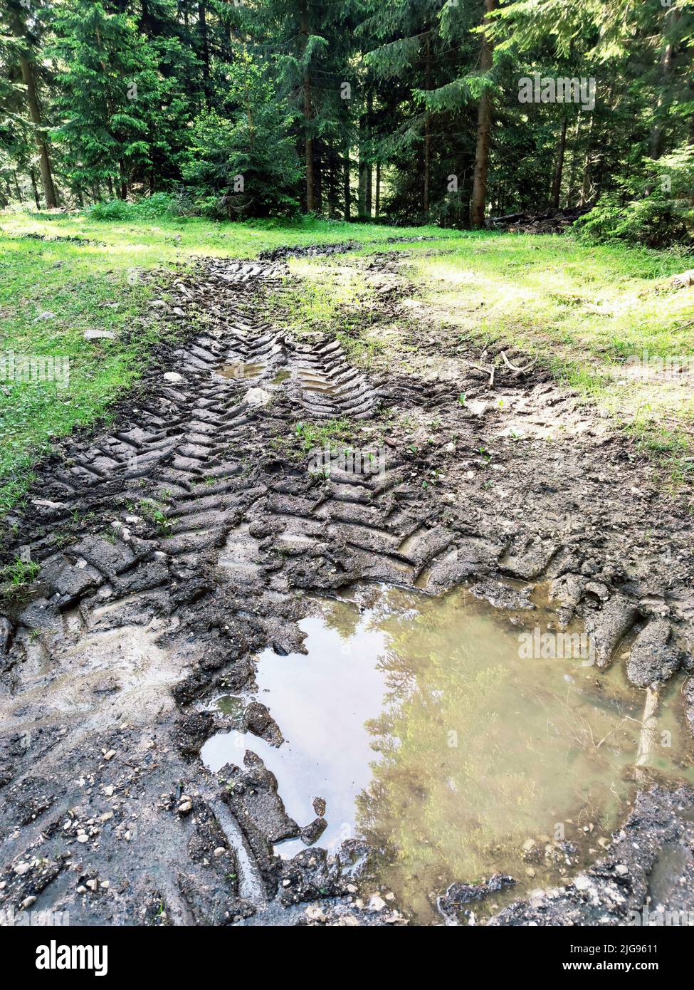 marques profondes de la bande de roulement des pneus sur le sol forestier Banque D'Images