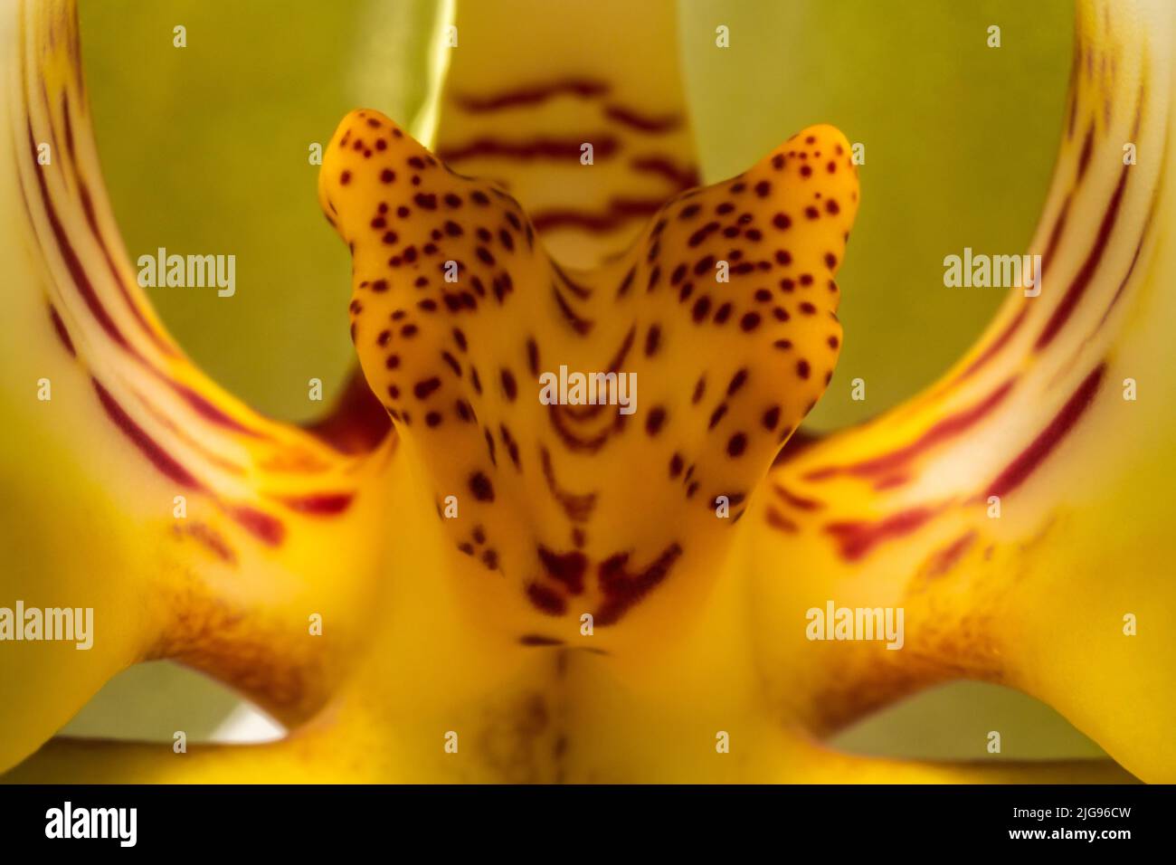 Les sépales d'une fleur d'orchidée ressemblent à une tête d'animal Banque D'Images