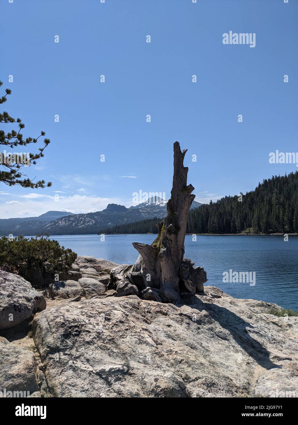 Un tronc d'arbre sur des rochers près du lac Caples dans la région de Sierra Mountains Banque D'Images