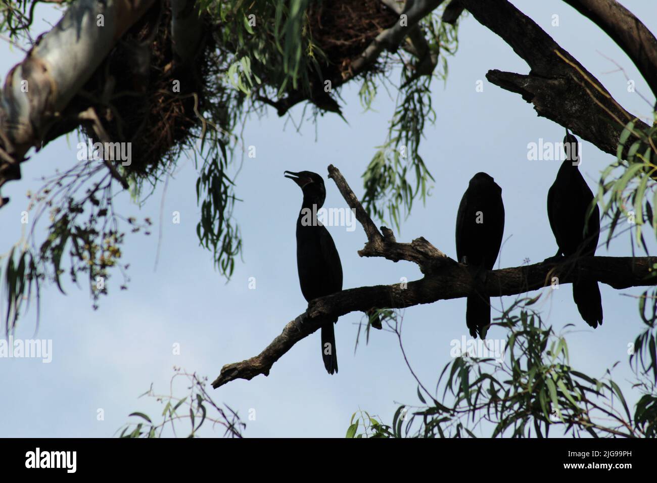 Trois cormorans noirs sur une branche d'arbre, rétroéclairés Banque D'Images