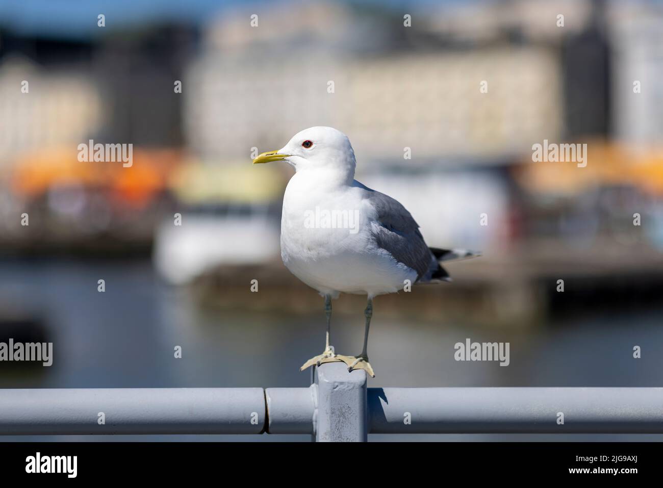 Un Gull commun assis sur un garde-corps et pensant à lui est prochain déplacement du centre-ville d'Helsinki Banque D'Images