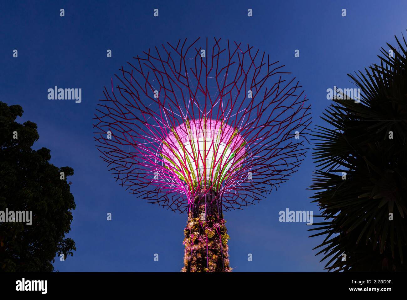 Supertree grove, Signapore Banque D'Images
