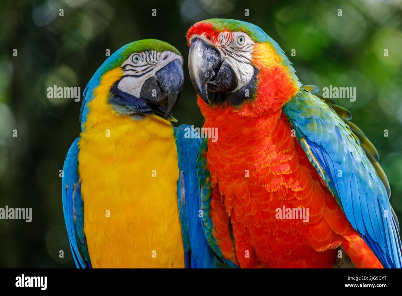 Deux perroquets de macaw colorés ensemble à Pantanal, Brésil Banque D'Images