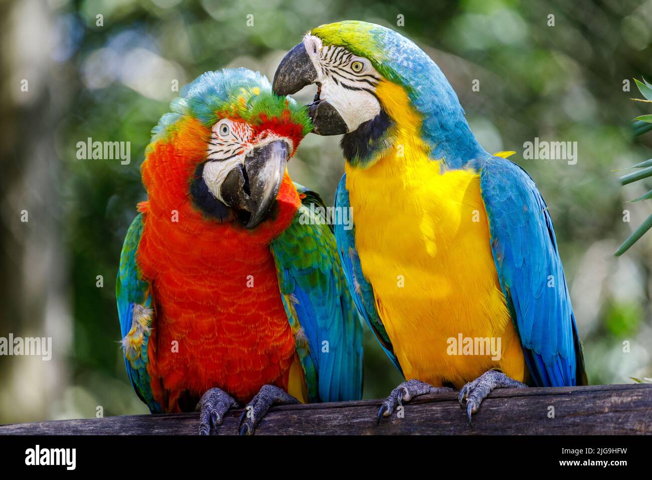 Deux perroquets de macaw colorés ensemble à Pantanal, Brésil Banque D'Images